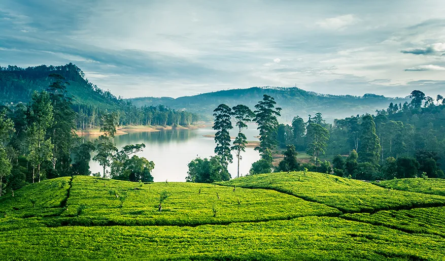 shatavariayurveda.com -kerala-destination-ayurveda
