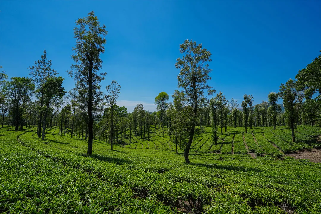 shatavariayurveda.com - Thalpetty